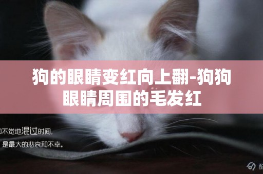 狗的眼睛變紅向上翻-狗狗眼睛周圍的毛發紅