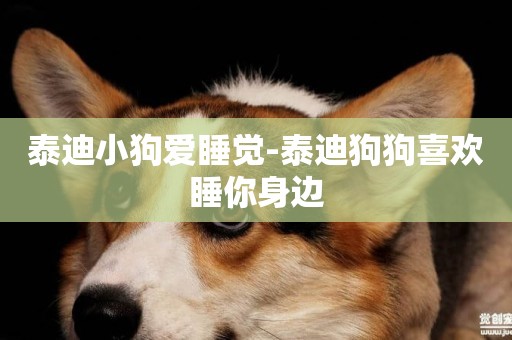 泰迪小狗愛睡覺-泰迪狗狗喜歡睡你身邊