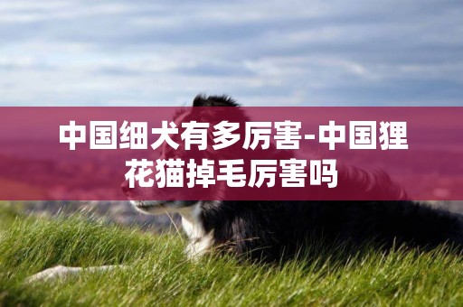 中國細犬有多厲害-中國貍花貓掉毛厲害嗎