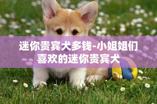 迷你貴賓犬多錢-小姐姐們喜歡的迷你貴賓犬