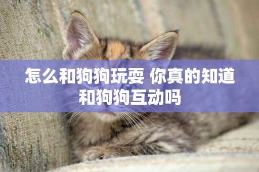 怎么和狗狗玩耍 你真的知道和狗狗互動嗎