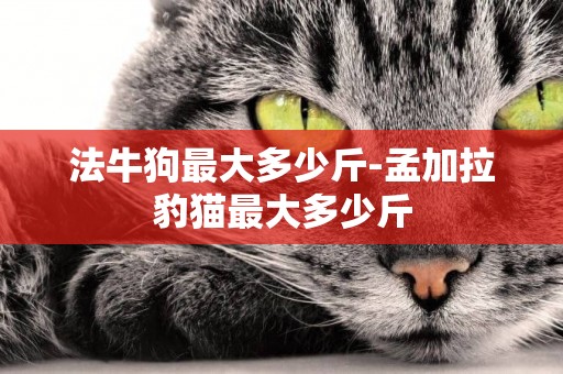 法牛狗最大多少斤-孟加拉豹貓最大多少斤