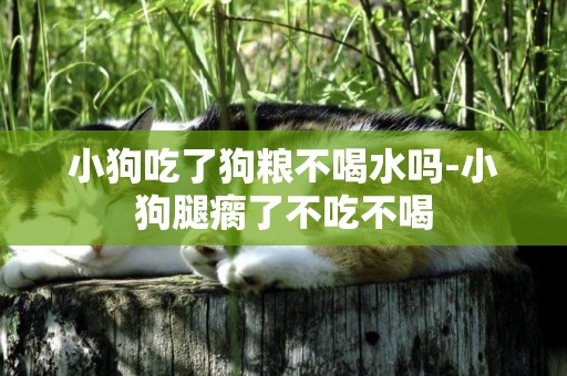 小狗吃了狗糧不喝水嗎-小狗腿瘸了不吃不喝