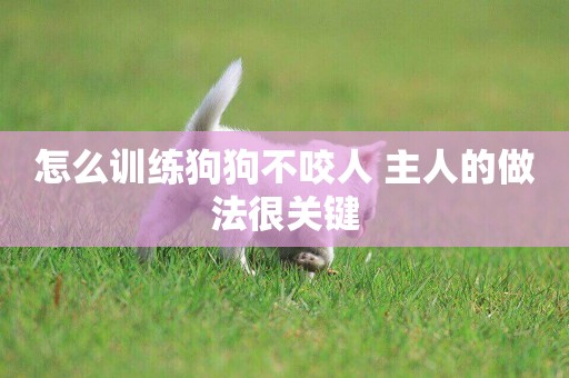 怎么訓練狗狗不咬人 主人的做法很關鍵