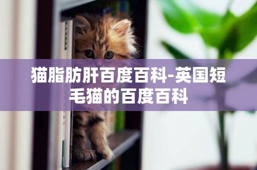 貓脂肪肝百度百科-英國短毛貓的百度百科