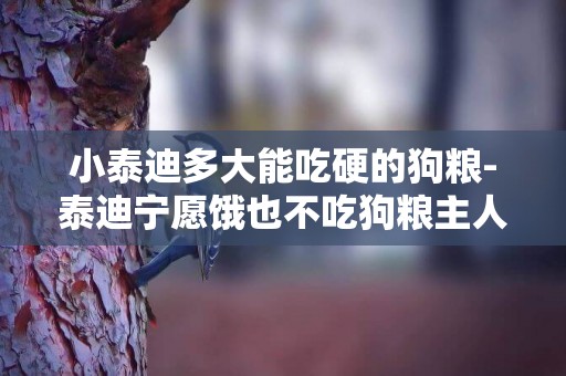 小泰迪多大能吃硬的狗糧-泰迪寧愿餓也不吃狗糧主人應該怎么辦