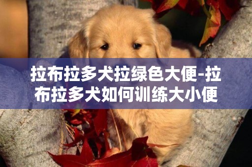 拉布拉多犬拉綠色大便-拉布拉多犬如何訓練大小便