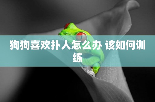 狗狗喜歡撲人怎么辦 該如何訓練