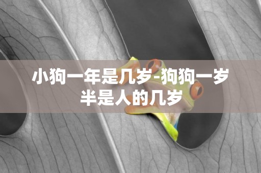 小狗一年是幾歲-狗狗一歲半是人的幾歲