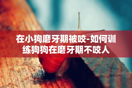 在小狗磨牙期被咬-如何訓練狗狗在磨牙期不咬人