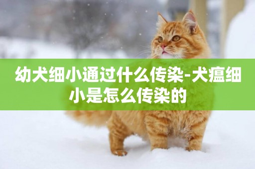 幼犬細小通過什么傳染-犬瘟細小是怎么傳染的