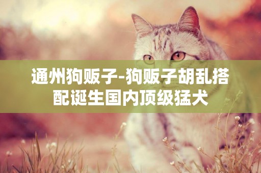 通州狗販子-狗販子胡亂搭配誕生國內頂級猛犬