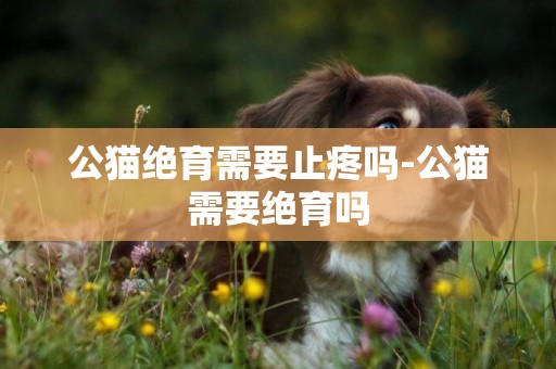公貓絕育需要止疼嗎-公貓需要絕育嗎