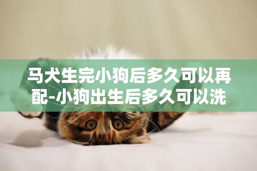 馬犬生完小狗后多久可以再配-小狗出生后多久可以洗澡