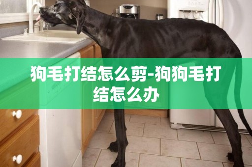 狗毛打結怎么剪-狗狗毛打結怎么辦