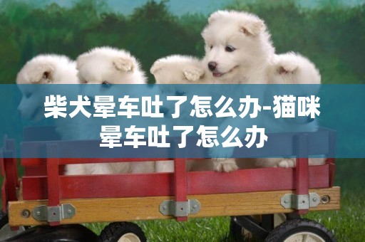 柴犬暈車吐了怎么辦-貓咪暈車吐了怎么辦