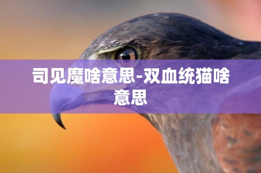 司見魔啥意思-雙血統貓啥意思