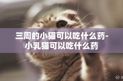 三周的小貓可以吃什么藥-小乳貓可以吃什么藥