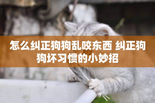 怎么糾正狗狗亂咬東西 糾正狗狗壞習慣的小妙招