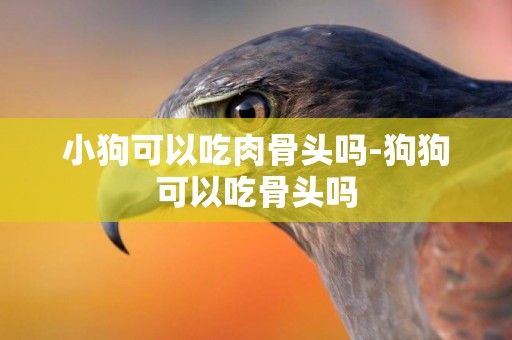 小狗可以吃肉骨頭嗎-狗狗可以吃骨頭嗎