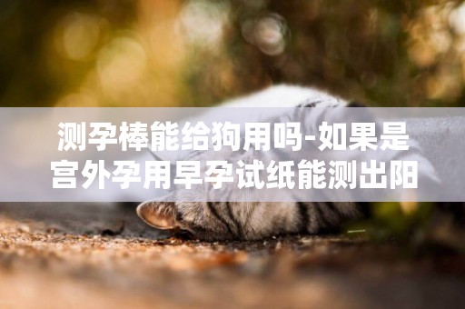 測孕棒能給狗用嗎-如果是宮外孕用早孕試紙能測出陽性嗎