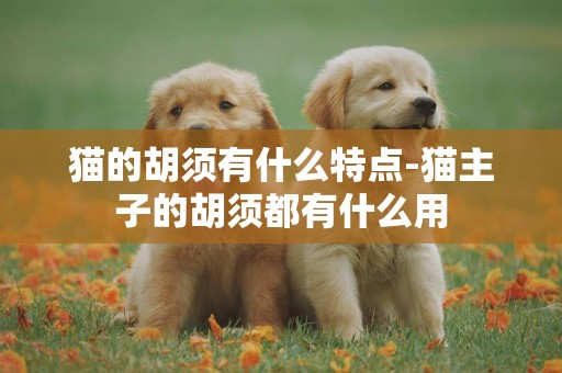 貓的胡須有什么特點-貓主子的胡須都有什么用