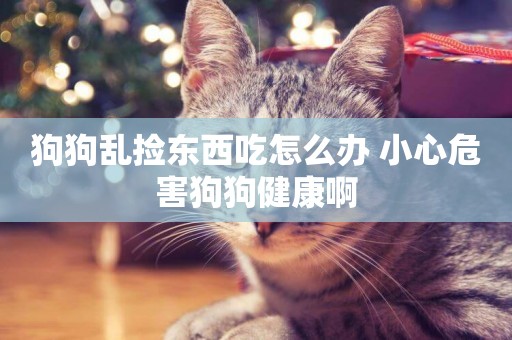 狗狗亂撿東西吃怎么辦 小心危害狗狗健康啊