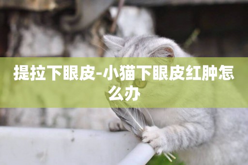 提拉下眼皮-小貓下眼皮紅腫怎么辦