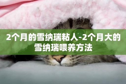 2個月的雪納瑞粘人-2個月大的雪納瑞喂養方法