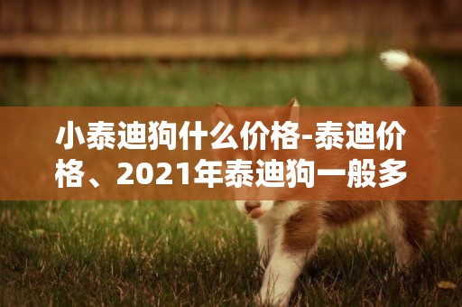 小泰迪狗什么價格-泰迪價格、2021年泰迪狗一般多少錢一只