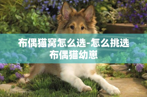 布偶貓窩怎么選-怎么挑選布偶貓幼崽