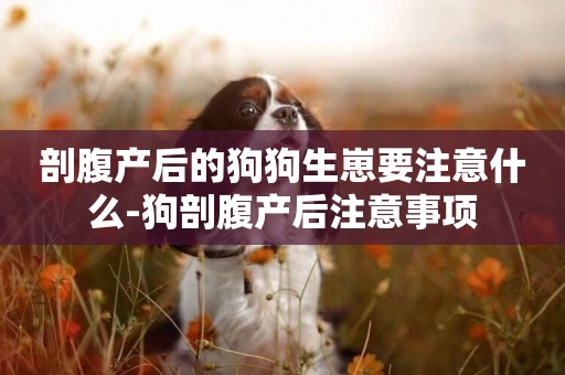 剖腹產后的狗狗生崽要注意什么-狗剖腹產后注意事項