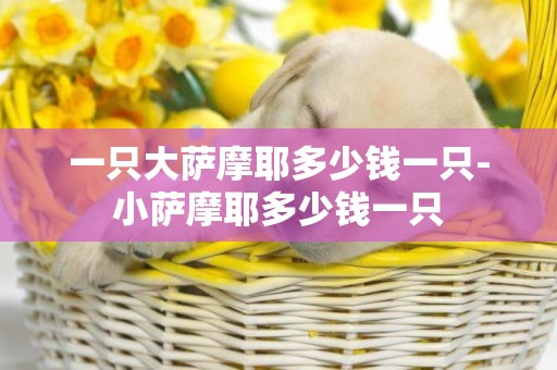 一只大薩摩耶多少錢一只-小薩摩耶多少錢一只