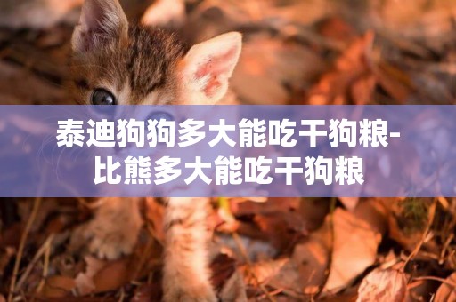 泰迪狗狗多大能吃干狗糧-比熊多大能吃干狗糧