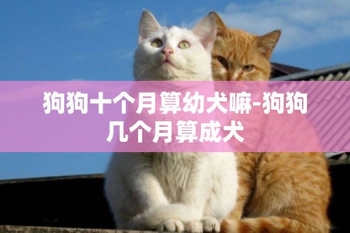 狗狗十個月算幼犬嘛-狗狗幾個月算成犬