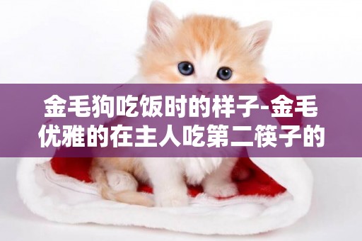 金毛狗吃飯時的樣子-金毛優雅的在主人吃第二筷子的時候吃光