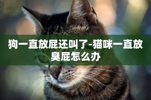 狗一直放屁還叫了-貓咪一直放臭屁怎么辦