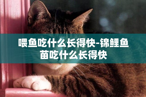 喂魚吃什么長得快-錦鯉魚苗吃什么長得快