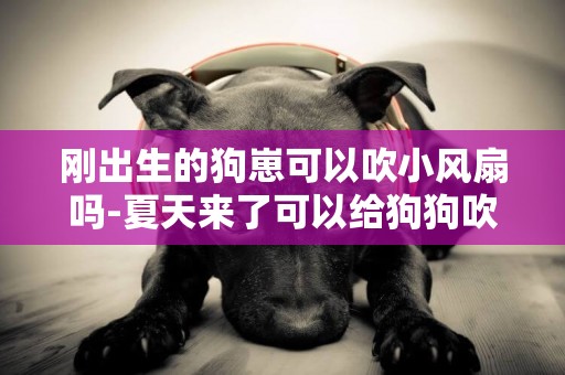 剛出生的狗崽可以吹小風扇嗎-夏天來了可以給狗狗吹風扇嗎