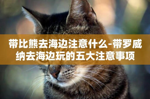 帶比熊去海邊注意什么-帶羅威納去海邊玩的五大注意事項