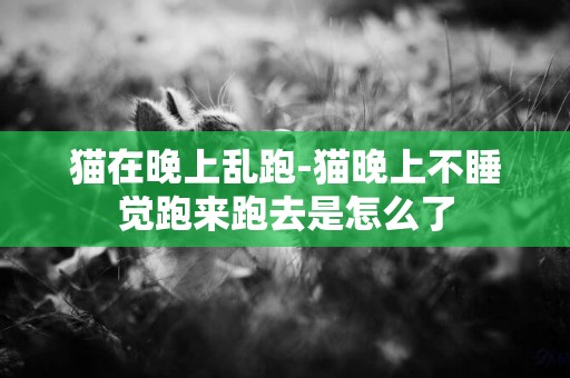 貓在晚上亂跑-貓晚上不睡覺跑來跑去是怎么了