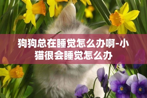 狗狗總在睡覺怎么辦啊-小貓很會睡覺怎么辦