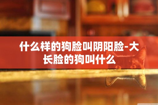 什么樣的狗臉叫陰陽臉-大長臉的狗叫什么