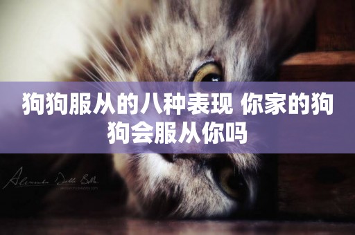 狗狗服從的八種表現 你家的狗狗會服從你嗎
