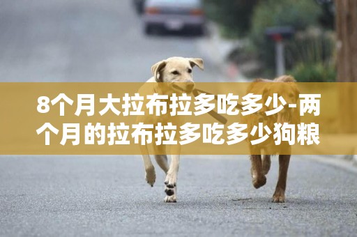 8個月大拉布拉多吃多少-兩個月的拉布拉多吃多少狗糧