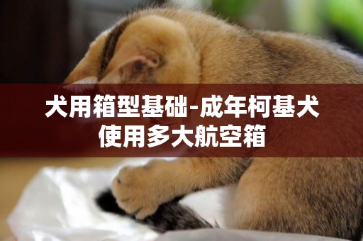 犬用箱型基礎-成年柯基犬使用多大航空箱