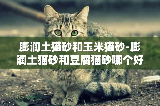 膨潤土貓砂和玉米貓砂-膨潤土貓砂和豆腐貓砂哪個好