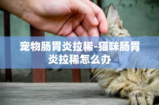 寵物腸胃炎拉稀-貓咪腸胃炎拉稀怎么辦