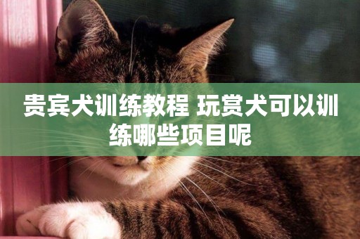 貴賓犬訓練教程 玩賞犬可以訓練哪些項目呢