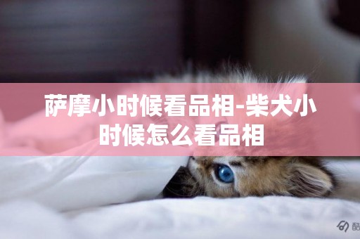 薩摩小時候看品相-柴犬小時候怎么看品相